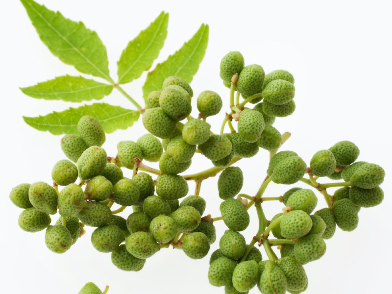 Japanese Pepper