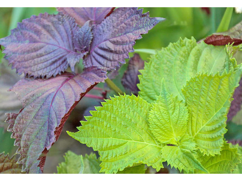 Shiso